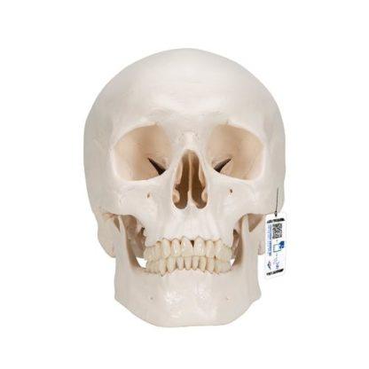 Perus kallomalli A20_01_Classic-Human-Skull-Model-3-part-3B-Smart-Anatomy