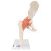 Toiminnallinen lonkkanivel malli A81-1_01_1200_1200,1000162_Functional_Human_Hip_Jo
