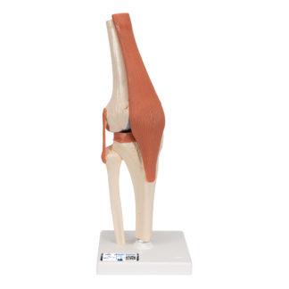 Toiminnallinen polvinivelmalli A82-1_01_1200_1200,1000164_Functional_Human_Knee_J