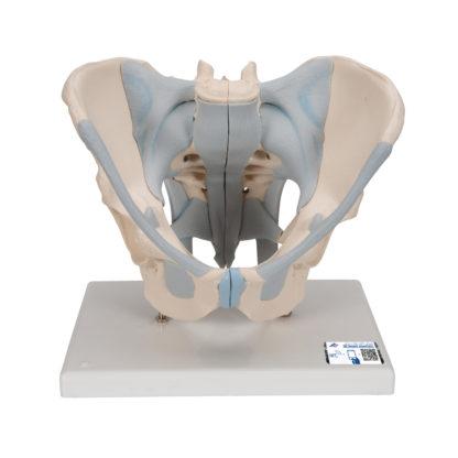 Miehen lantiomalli H21-2_01_1200_1200,1013281_Human_Male_Pelvis_Skele