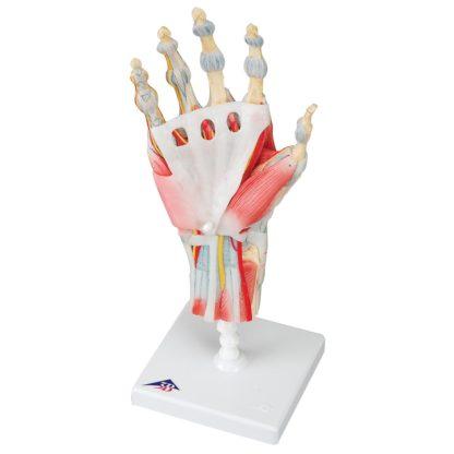 Käden luustomalli, jossa on osittain irroitettavat ligamentit ja lihakset.