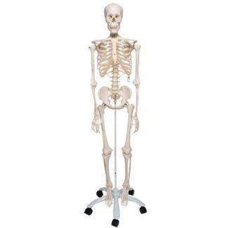 Perus Luurankomalli A10_01_Human-Skeleton-Model-Stan-3B-Smart-Anatomy