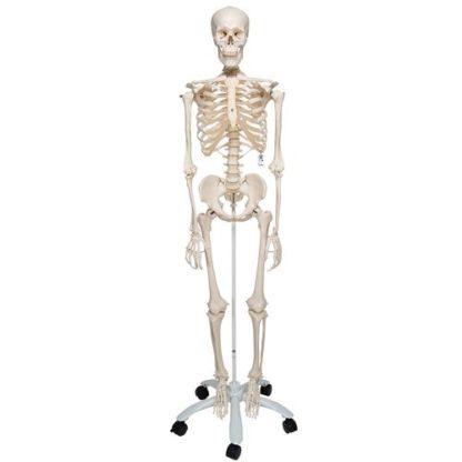 Perus Luurankomalli A10_01_Human-Skeleton-Model-Stan-3B-Smart-Anatomy