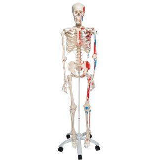 Luurankomalli lihastenkiinnityskohdilla A11_01_Human-Skeleton-Model-Max-with-Painted-Muscle-Origins-Inserts-3B-Smart-Anatomy