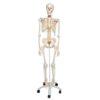 Joustava luurankomalli A15_01_Flexible-Human-Skeleton-Model-Fred-3B-Smart-Anatomy