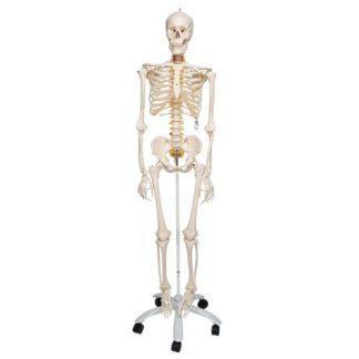 Joustava luurankomalli A15_01_Flexible-Human-Skeleton-Model-Fred-3B-Smart-Anatomy