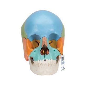 Värikoodattu kallomalli A291_01_Beauchene-Adult-Human-Skull-Model-Didactic-Colored-Version-22-part-3B-Smart-Anatomy
