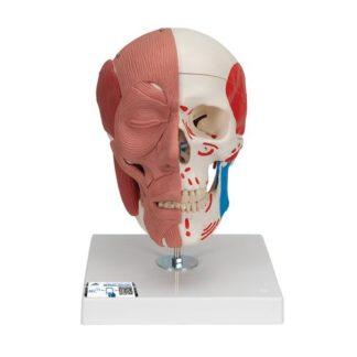 Kallomalli kasvojen lihaksistolla A300_01_Human-Skull-with-Facial-Muscles-3B-Smart-Anatomy