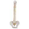 Perus selkärankamalli A58-1_01_Classic-Flexible-Human-Spine-Model-3B-Smart-Anatomy