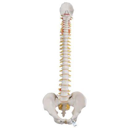 Perus selkärankamalli A58-1_01_Classic-Flexible-Human-Spine-Model-3B-Smart-Anatomy