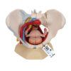 Naisen lantiomalli H20-4_01_1200_1200,1000288_Human_Female_Pelvis_Ske