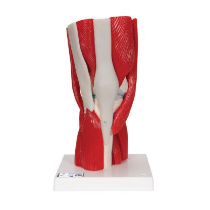 Polven lihakset ja nivelet A882_01_1200_1200,1000178_Human_Knee_Joint_Model_w