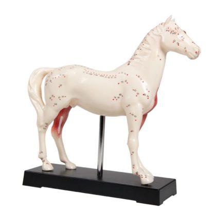 AKUPUNCTURE-HORSE-Eläinakupunktio-hevos-akupunktio