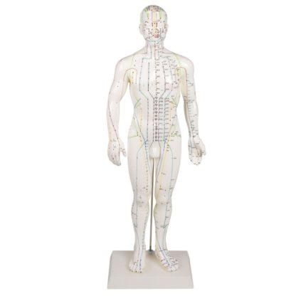 CHINESE ACUPUNCTURE FIGURE, MALE
