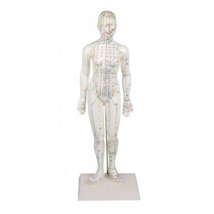 CHINESE ACUPUNCTURE FIGURE, FEMALE