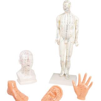 CHINESE ACUPUNCTURE SET, 5 MODELS