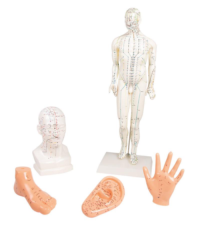 CHINESE ACUPUNCTURE SET, 5 MODELS
