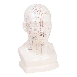 CHINESE ACUPUNCTURE HEAD