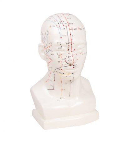 CHINESE ACUPUNCTURE HEAD