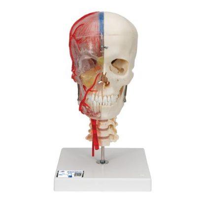A283_01_BONElike-Human-Skull-Model-Half-Transparent-Half-Bony-Complete-with-Brain-Vertebrae-3B-Smart-Anatomy