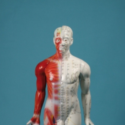 Chinese Acupuncture figure, Male – Erler-Zimmer