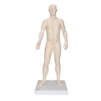 Acupuncture Model Male 1000378 [N30]