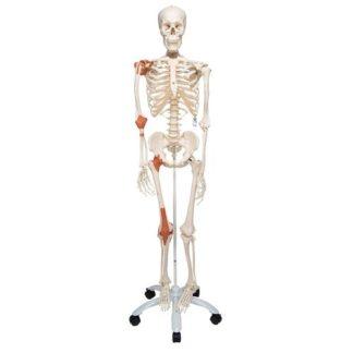 Luurankomalli nivelillä A12_01_Human-Skeleton-Model-Leo-with-Ligaments-3B-Smart-Anatomy