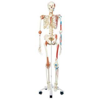 Luurankomalli nivelillä ja lihaksilla - A13_13_Human-Skeleton-Model-Sam-with-Muscles-Ligaments-3B-Smart-Anatomy