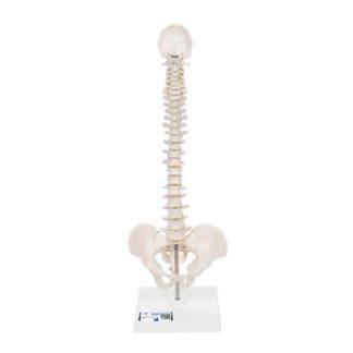Selkäranka pienoismalli A18-21_01_Mini-Human-Spinal-Column-Model-Flexible-Mounted-on-Removable-Base-3B-Smart-Anatomy