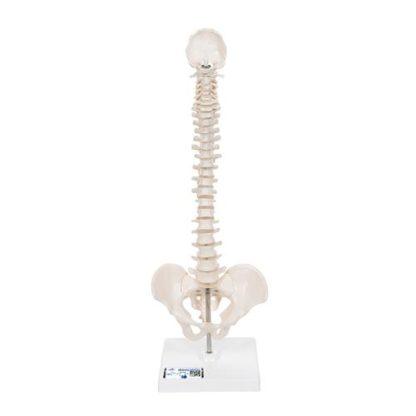 Selkäranka pienoismalli A18-21_01_Mini-Human-Spinal-Column-Model-Flexible-Mounted-on-Removable-Base-3B-Smart-Anatomy