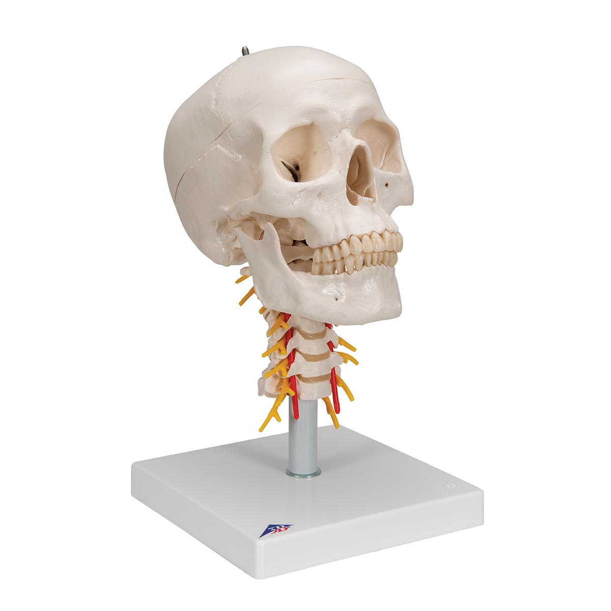 Между черепом и позвоночником. 3b Scientific череп. Модель черепа человека. Череп с позвоночником. Макет черепа человека.