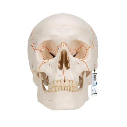 Numeroitu Kallomalli A21_01_Numbered-Human-Classic-Skull-Model-3-part-3B-Smart-Anatomy