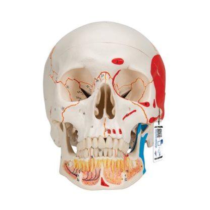 Hammas kallomalli A22-1_01_Classic-Human-Skull-Model-painted-with-Opened-Lower-Jaw-3-part-3B-Smart-Anatomy