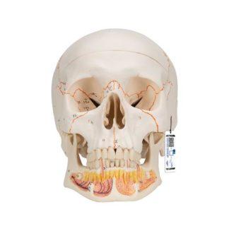 Numeroitu dental Kallomalli A22_01_Classic-Human-Skull-Model-with-Opened-Lower-Jaw-3-part-3B-Smart-Anatomy