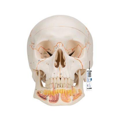 Numeroitu dental Kallomalli A22_01_Classic-Human-Skull-Model-with-Opened-Lower-Jaw-3-part-3B-Smart-Anatomy