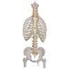Selkärankamalli kylkiluilla ja reisiluiden päillä A56-2_01_Classic-Flexible-Human-Spine-Model-with-Ribs-Femur-Heads-3B-Smart-Anatomy