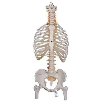 Selkärankamalli kylkiluilla ja reisiluiden päillä A56-2_01_Classic-Flexible-Human-Spine-Model-with-Ribs-Femur-Heads-3B-Smart-Anatomy