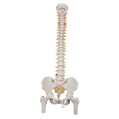 A58-2_01_Classic-Flexible-Human-Spine-Model-with-Femur-Heads-3B-Smart-Anatomy