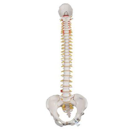 Selkärankamalli naisenlantiolla A58-4_01_Classic-Flexible-Human-Spine-Model-with-Female-Pelvis-3B-Smart-Anatomy