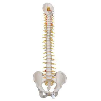 A58-5_01_Deluxe-Flexible-Human-Spine-Model-with-Sacral-Opening-3B-Smart-Anatomy