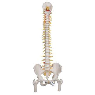 A58-6_01_Deluxe-Flexible-Human-Spine-Model-with-Femur-Heads-Sacral-Opening-3B-Smart-Anatomy
