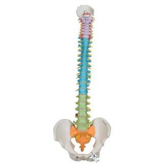 Opetus selkärankamalli A58-8_01_Didactic-Flexible-Human-Spine-Model-3B-Smart-Anatomy