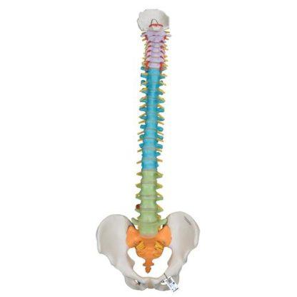 Opetus selkärankamalli A58-8_01_Didactic-Flexible-Human-Spine-Model-3B-Smart-Anatomy
