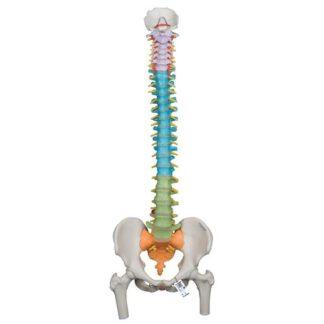 A58-9_01_Didactic-Flexible-Human-Spine-Model-with-Femur-Heads-3B-Smart-Anatomy