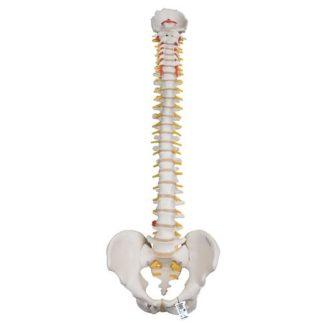 Erittäin joustava selkärankamalli A59-1_01_Highly-Flexible-Human-Spine-Model-Mounted-on-a-Flexible-Core-3B-Smart-Anatomy