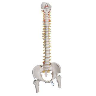 Erittäin joustava selkärankamalli A59-2_01_Highly-Flexible-Human-Spine-Model-Mounted-on-a-Flexible-Core-with-Femur-Heads-3B-Smart-Anatomy