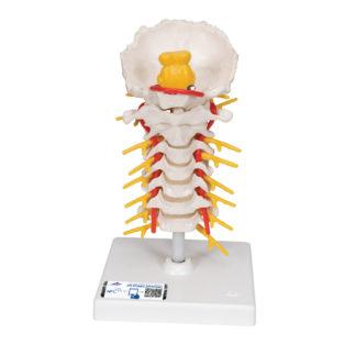 Kaularankamalli A72_01_1200_1200,1000144_Cervical_Human_Spinal_Col