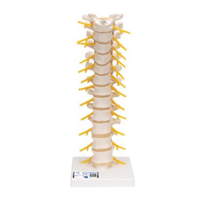 Rintarankamalli A73_01_1200_1200,1000145_Thoracic_Human_Spinal_Col