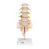 Lannerankamalli A76-5_01_1200_1200,1000150_Human_Lumbar_Spinal_Col