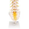 Lannerankamalli - Human Lumbar Spinal Column Model with Dorso-Lateral Prolapsed Intervertebral Disc - 3B Smart Anatomy - Image 3